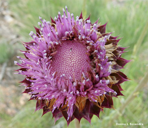 Utah Thistle by Donna L Sciandra