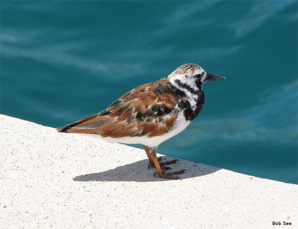 Bermuda Sea Bird by Bob See