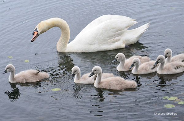 Protective Mother by Charlene Goodrow